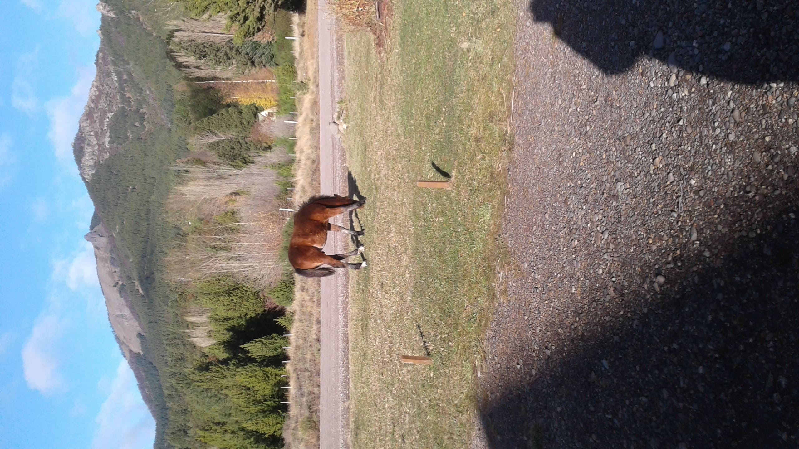 Cabaña en el Bosque
